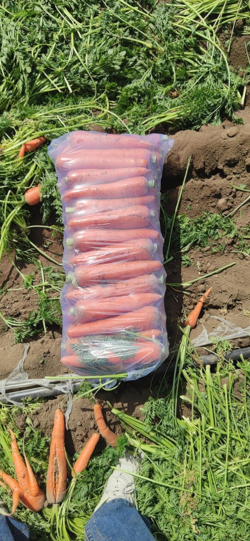 山东三红胡萝卜条形好货源充足支持视频看货保质保量现摘现
