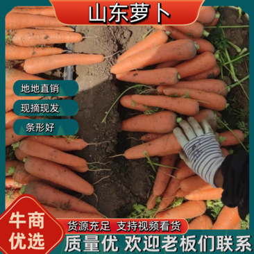 山东三红胡萝卜条形好货源充足支持视频看货保质保量现摘现