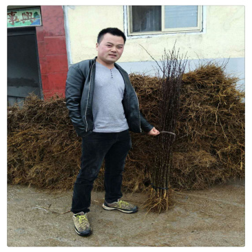 花椒树苗批发大红袍花椒苗芽苗无刺花椒树苗价格嫁接苗