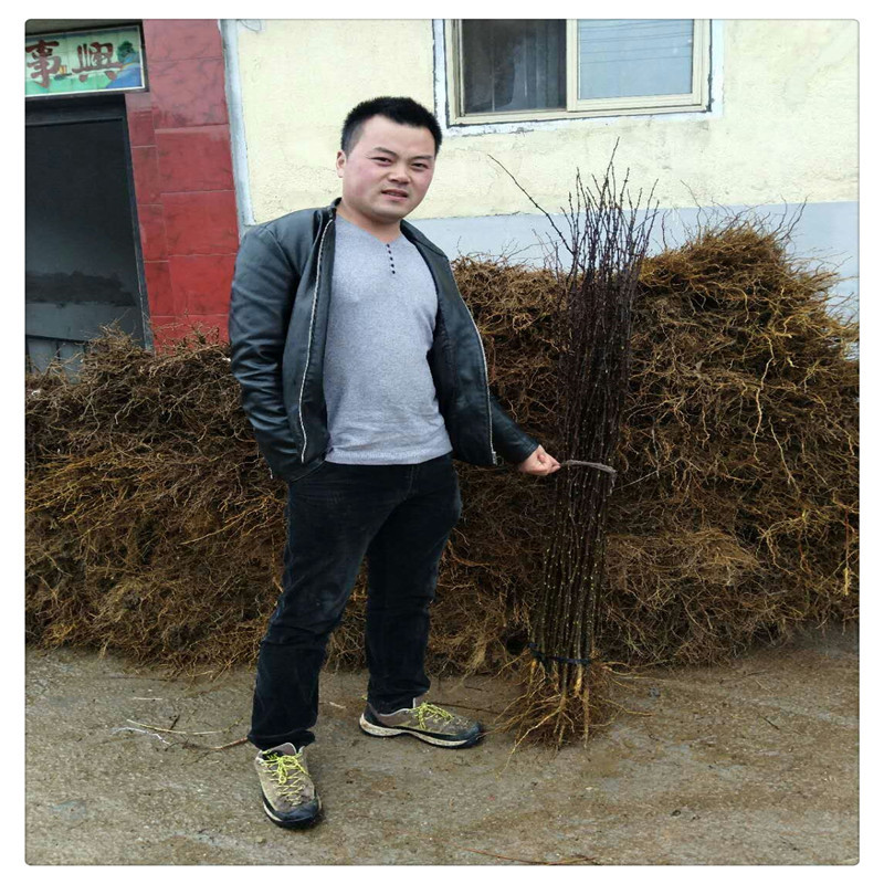 花椒树苗批发大红袍花椒苗芽苗无刺花椒树苗价格嫁接苗