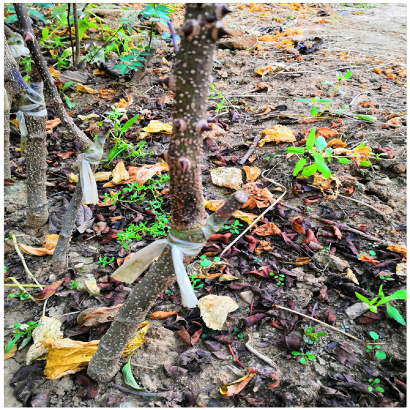 花椒树苗批发大红袍花椒苗芽苗无刺花椒树苗价格嫁接苗