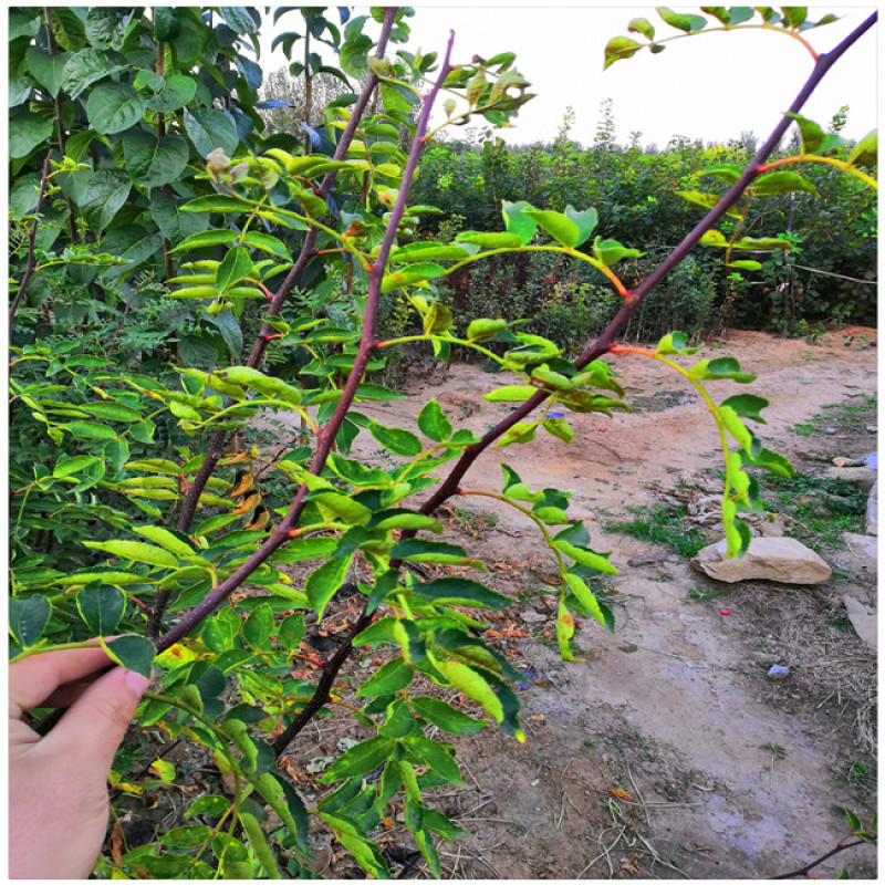花椒树苗批发大红袍花椒苗芽苗无刺花椒树苗价格嫁接苗