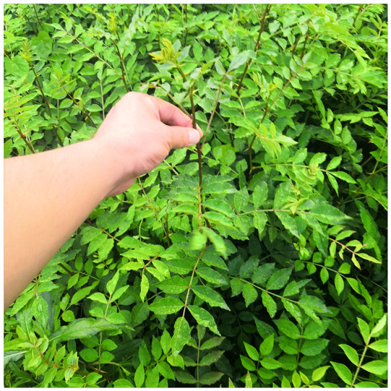 花椒树苗批发大红袍花椒苗芽苗无刺花椒树苗价格嫁接苗