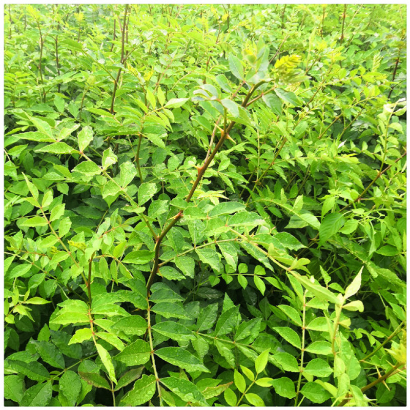 花椒树苗批发大红袍花椒苗芽苗无刺花椒树苗价格嫁接苗