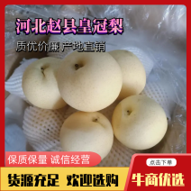 【欢迎来电咨询】河北皇冠梨质优价廉产地直销保质保量