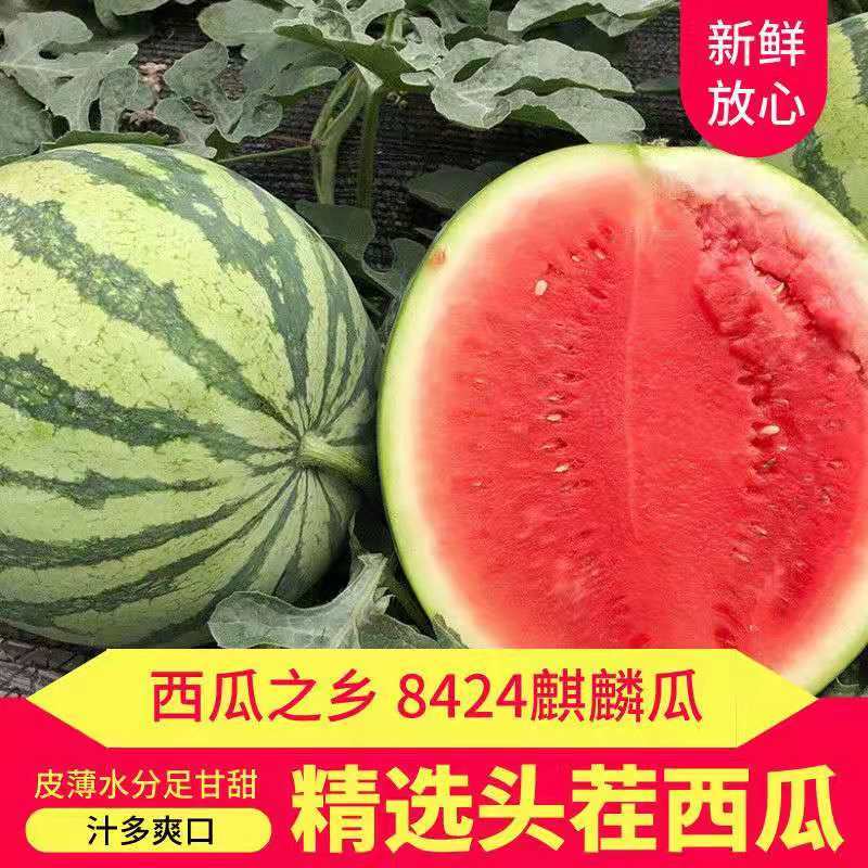 西瓜河南美都西瓜个大包甜新鲜上市一茬瓜欢迎咨询2