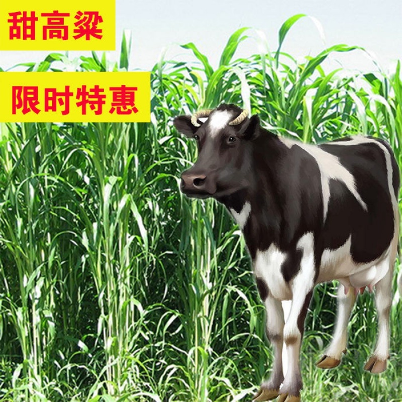 饲用高产甜高梁种子养牛好高产量耐旱进口养牛羊牧草种子