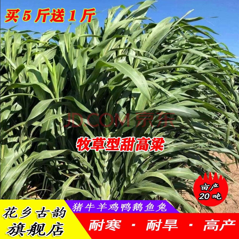 饲用高产甜高梁种子养牛好高产量耐旱进口养牛羊牧草种子