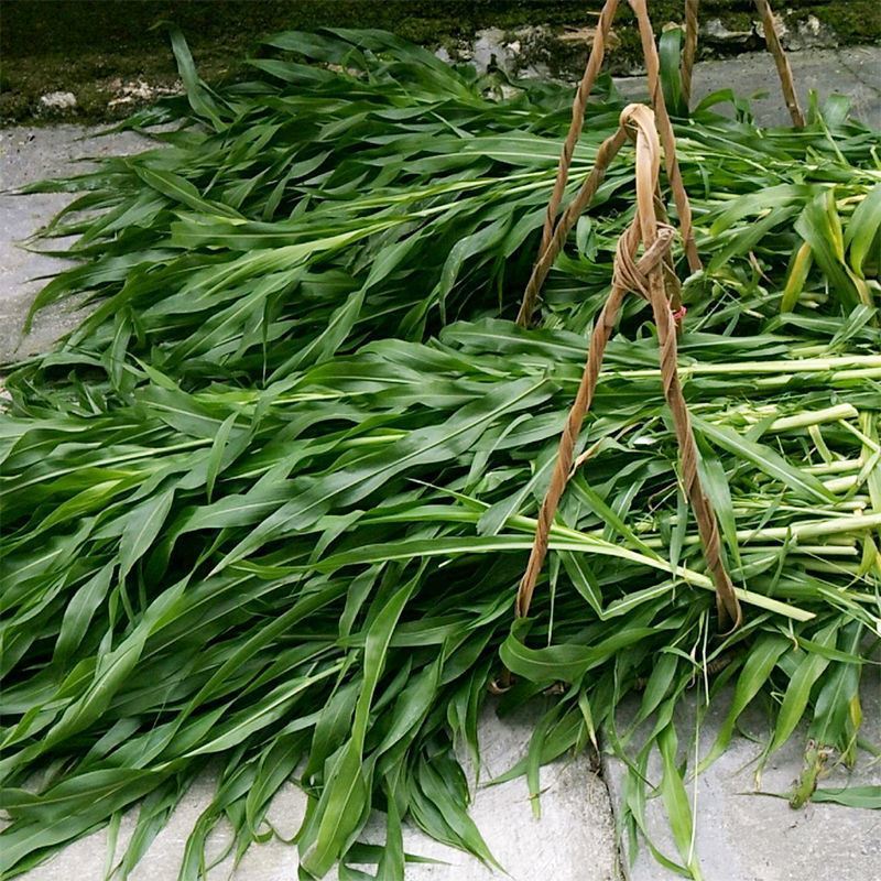 饲用高产甜高梁种子养牛好高产量耐旱进口养牛羊牧草种子
