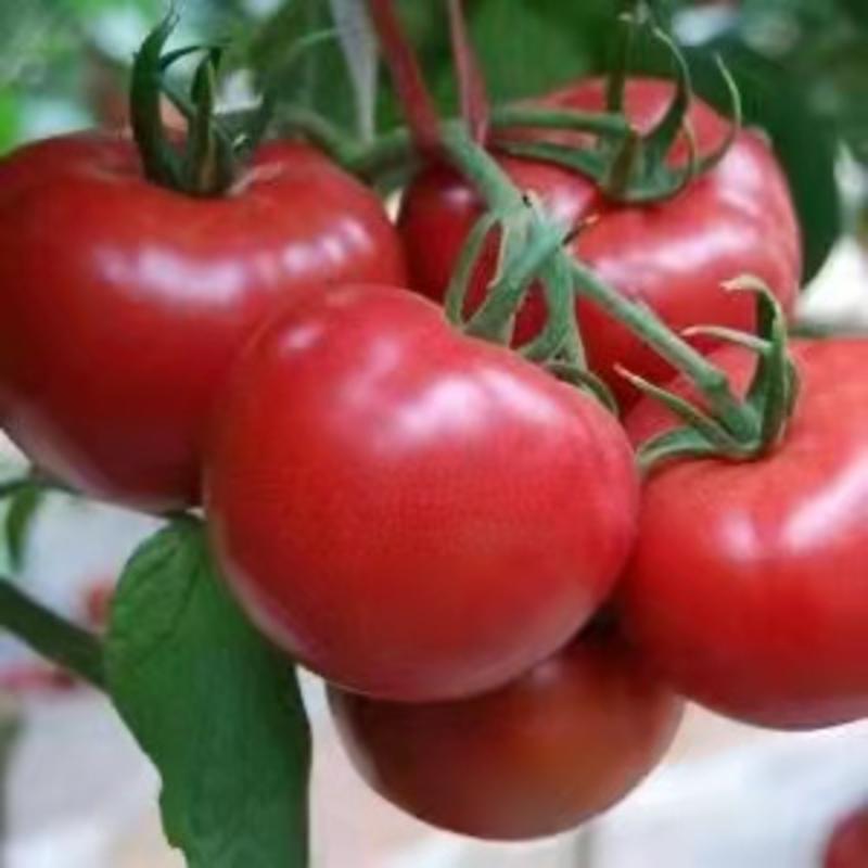 【西红柿】硬粉西红柿，一手货源，质量保证，量大从优
