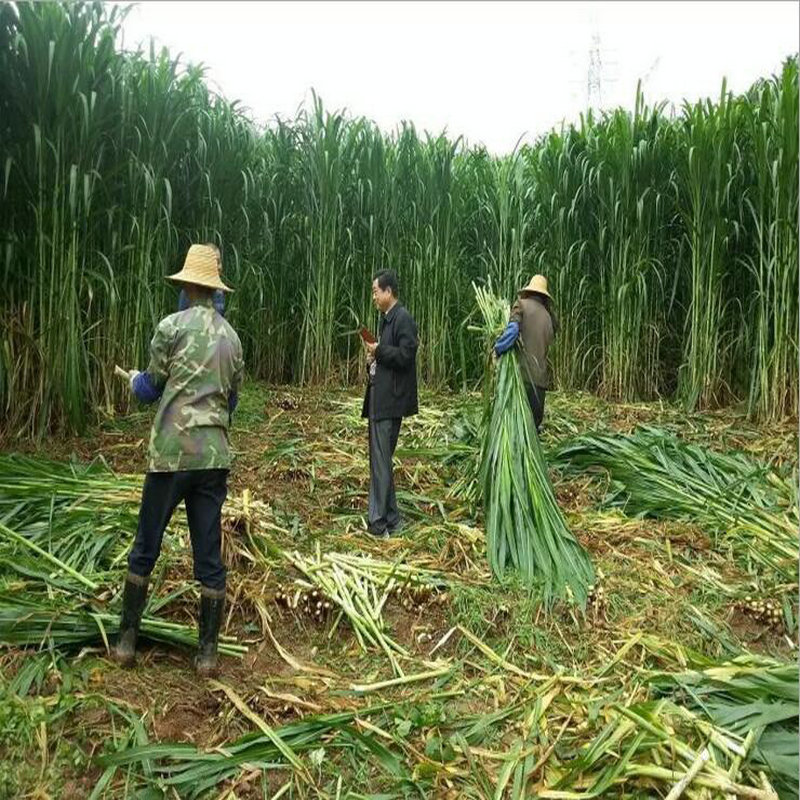 新型特高产巨菌草种子多年生高产牧草种子甜象草皇竹草种子包