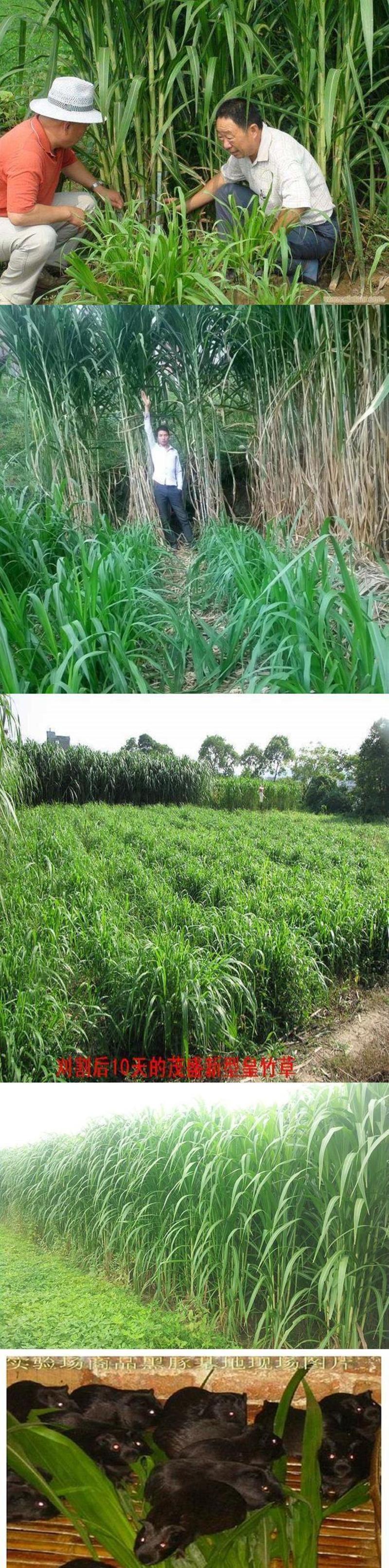 新型特高产巨菌草种子多年生高产牧草种子甜象草皇竹草种子包