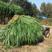 新型特高产巨菌草种子多年生高产牧草种子甜象草皇竹草种子包