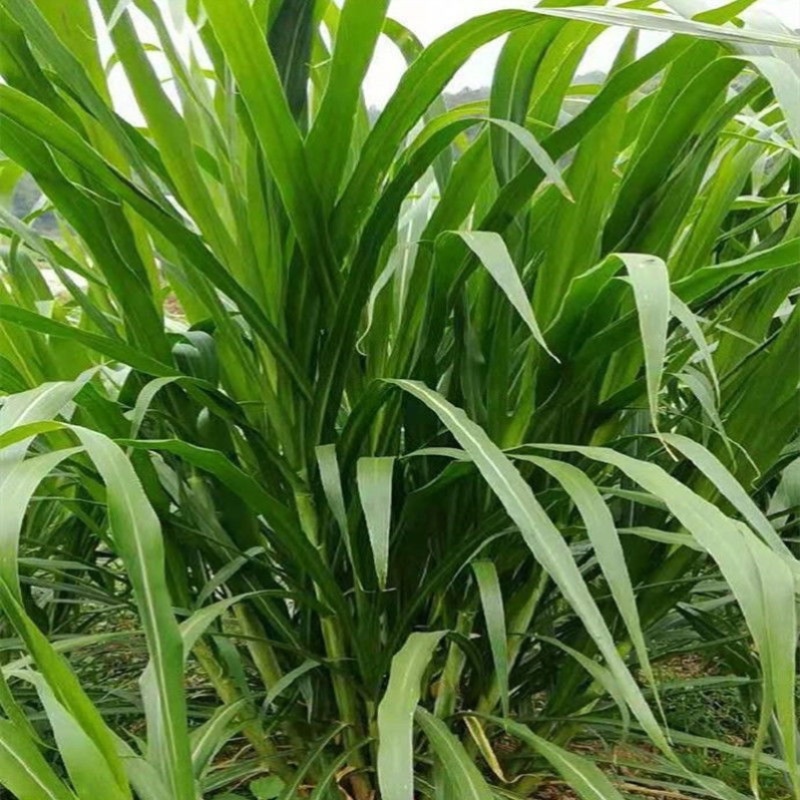 新型特高产巨菌草种子多年生高产牧草种子甜象草皇竹草种子包