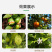 禾绿源微力奇微量元素水溶肥通用绿叶蔬菜果树膨果水溶肥料