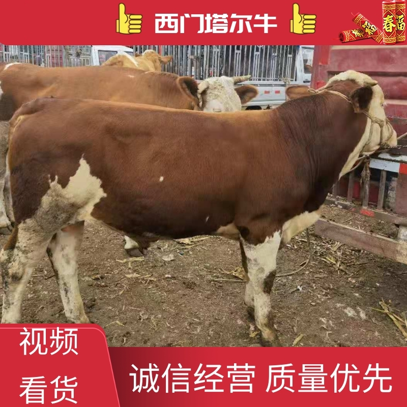 【牛】威宁精品架子牛西门塔尔牛包健康包技术代发全国