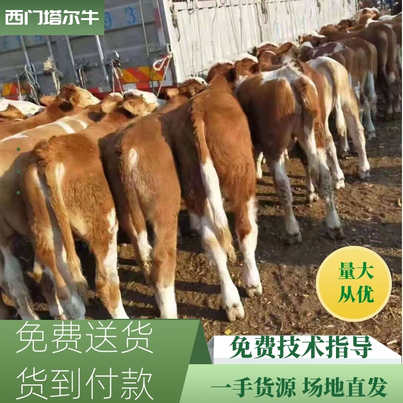 【牛】毕节正宗西门塔尔第四代小公牛小母牛牛犊规格齐全