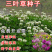 包邮草坪种子红花酢浆草红花炸酱草三叶草白花三叶草四季