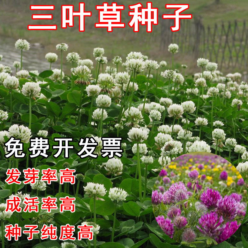 包邮草坪种子红花酢浆草红花炸酱草三叶草白花三叶草四季