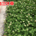 包邮草坪种子红花酢浆草红花炸酱草三叶草白花三叶草四季