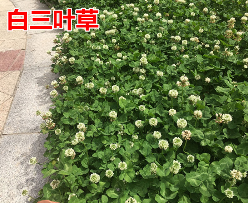 包邮草坪种子红花酢浆草红花炸酱草三叶草白花三叶草四季