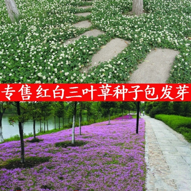 包邮草坪种子红花酢浆草红花炸酱草三叶草白花三叶草四季
