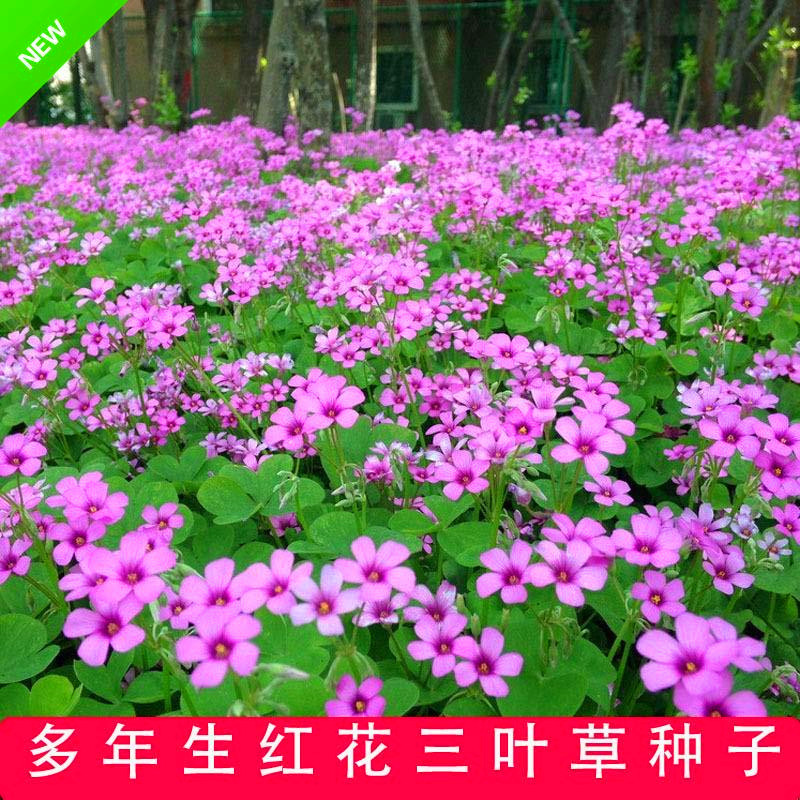 包邮草坪种子红花酢浆草红花炸酱草三叶草白花三叶草四季