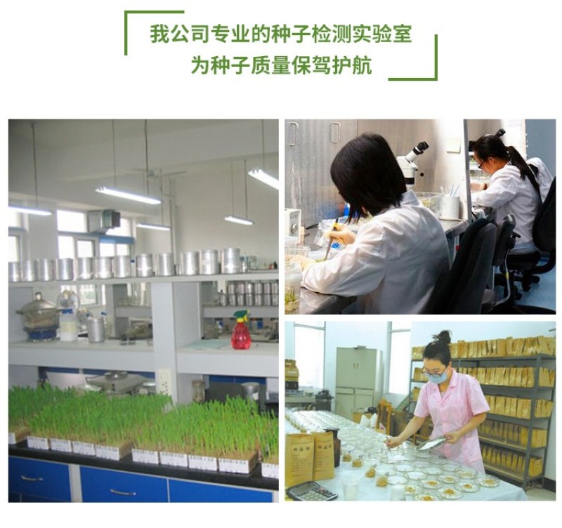 包邮草坪种子红花酢浆草红花炸酱草三叶草白花三叶草四季