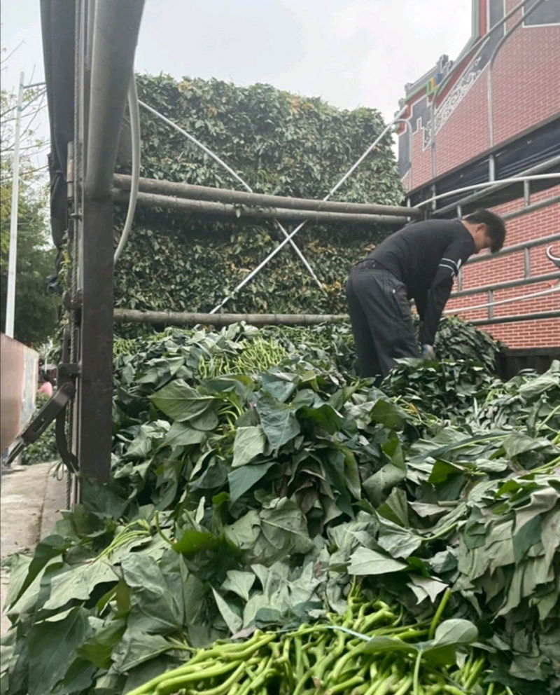 红薯苗精品水田西瓜红种苗量大从优产量高基地现挖现发