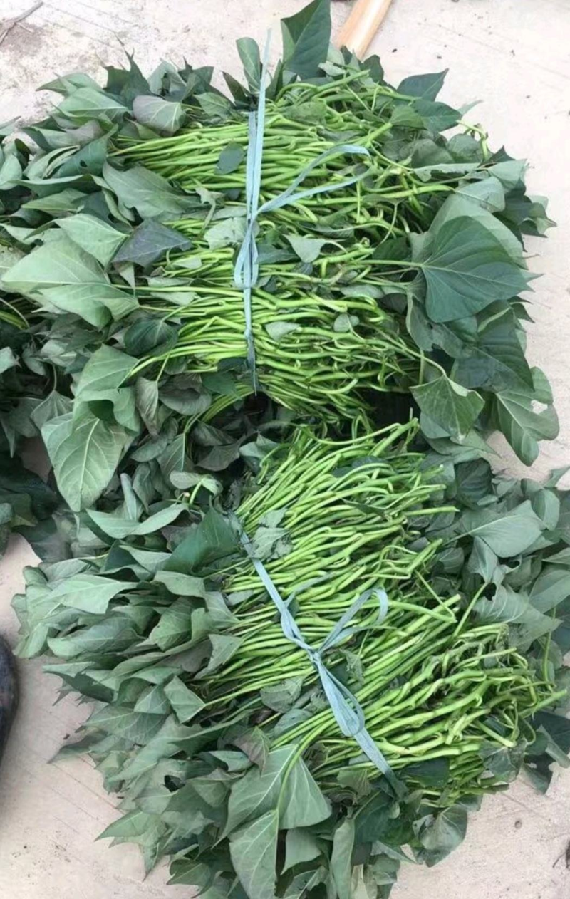 红薯苗精品水田西瓜红种苗量大从优产量高基地现挖现发