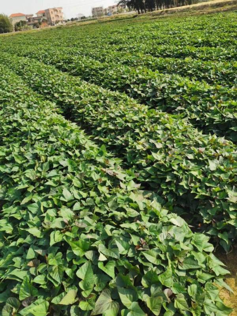 红薯苗精品水田西瓜红种苗量大从优产量高基地现挖现发