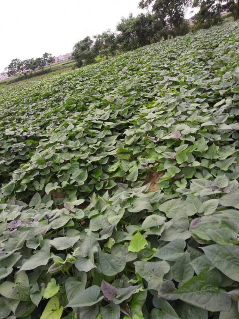 红薯苗精品水田西瓜红种苗量大从优产量高基地现挖现发