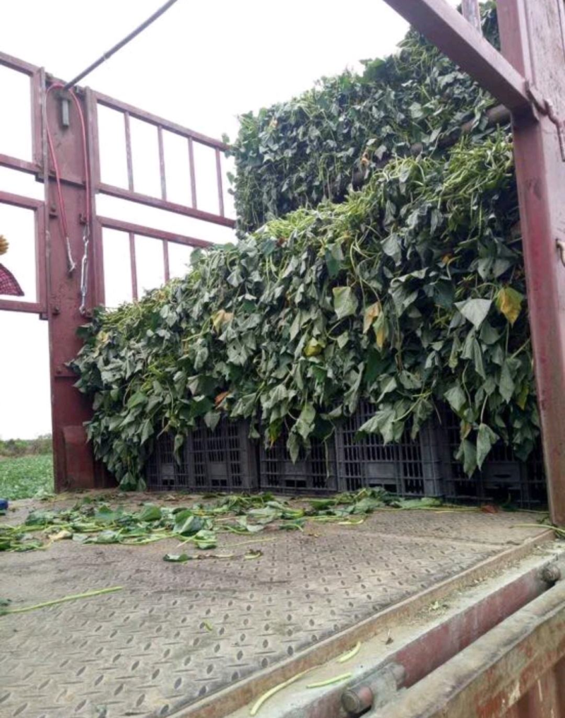 红薯苗精品水田西瓜红种苗量大从优产量高基地现挖现发