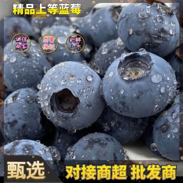 【精选货源】蓝莓对接批发商商超市场质量保障诚信为本