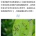 25%噻虫嗪颗粒剂杀虫蓟马蚧克虫蚜虫盲蝽象飞虱噻虫螓农药