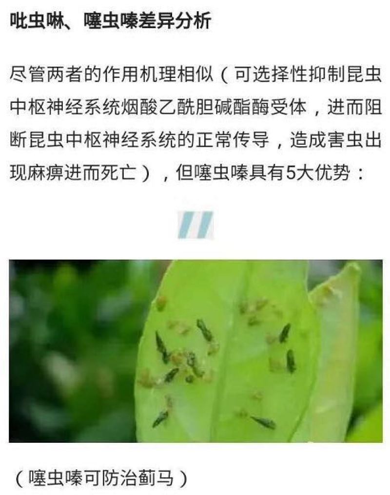 25%噻虫嗪颗粒剂杀虫蓟马蚧克虫蚜虫盲蝽象飞虱噻虫螓农药