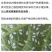 25%噻虫嗪颗粒剂杀虫蓟马蚧克虫蚜虫盲蝽象飞虱噻虫螓农药