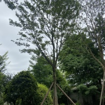 朴树价格成都朴树种植基地朴树苗木供应成都苗木价格
