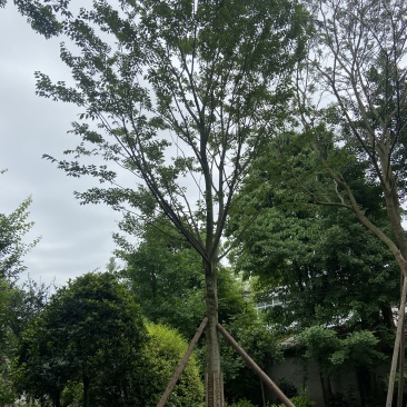 朴树价格成都朴树种植基地朴树苗木供应成都苗木价格