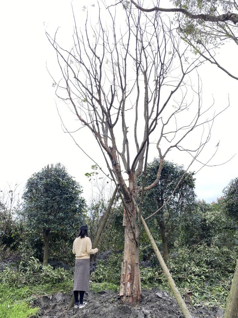 朴树价格成都朴树种植基地朴树苗木供应成都苗木价格