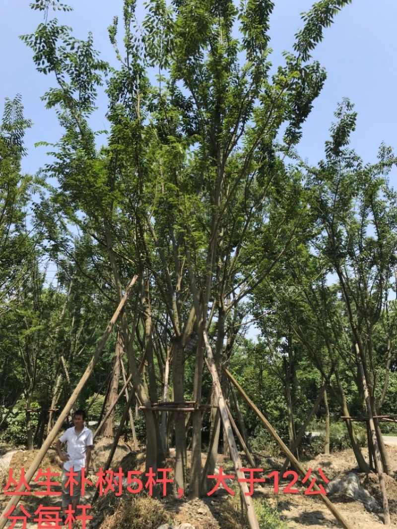 朴树价格成都朴树种植基地朴树苗木供应成都苗木价格