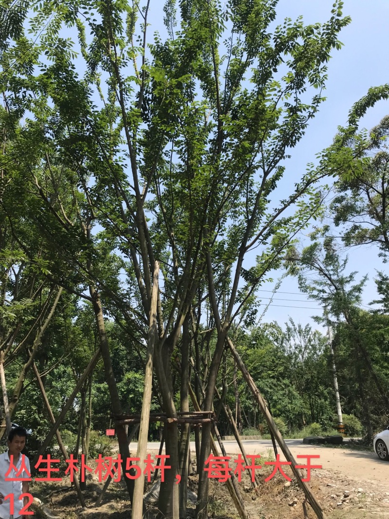 朴树价格成都朴树种植基地朴树苗木供应成都苗木价格