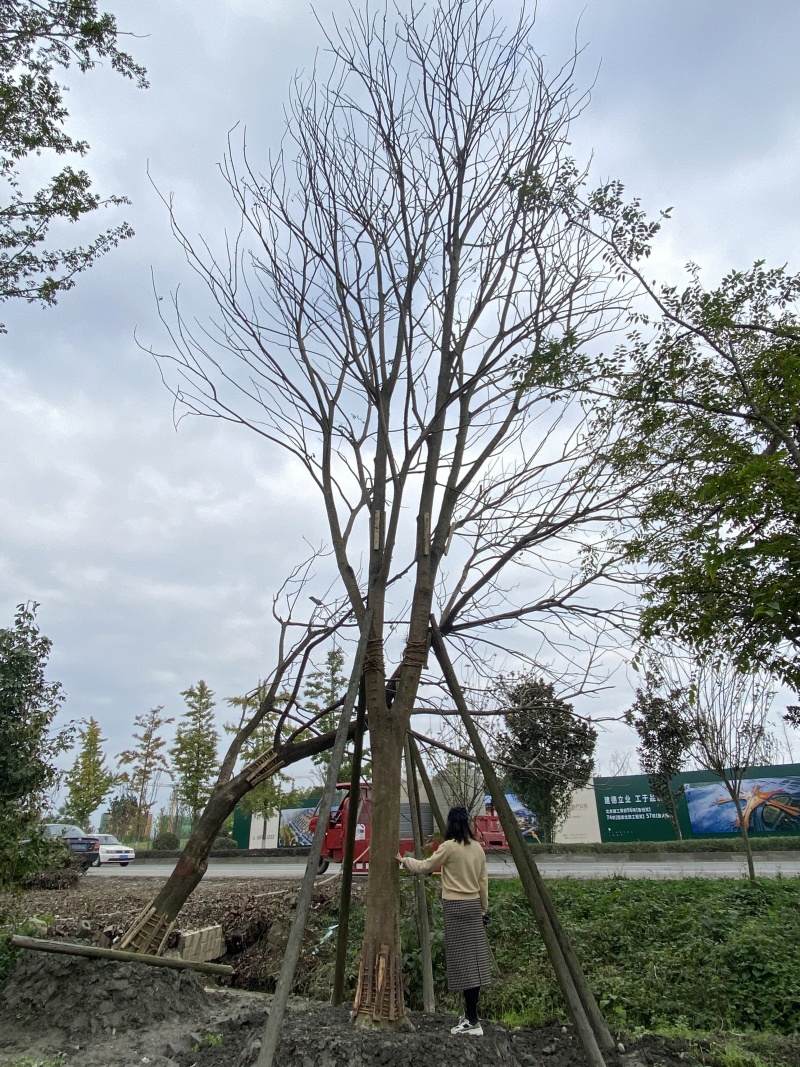 朴树价格成都朴树种植基地朴树苗木供应成都苗木价格