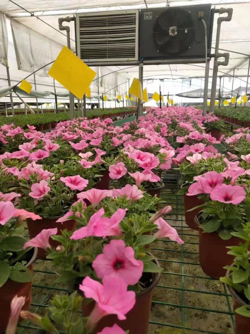 草花批发成都矮牵牛供应牵牛花价格成都牵牛花价格