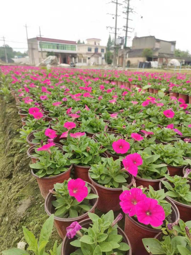 草花批发成都矮牵牛供应牵牛花价格成都牵牛花价格