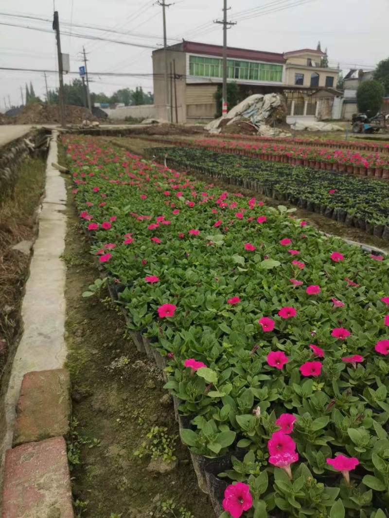 草花批发成都矮牵牛供应牵牛花价格成都牵牛花价格