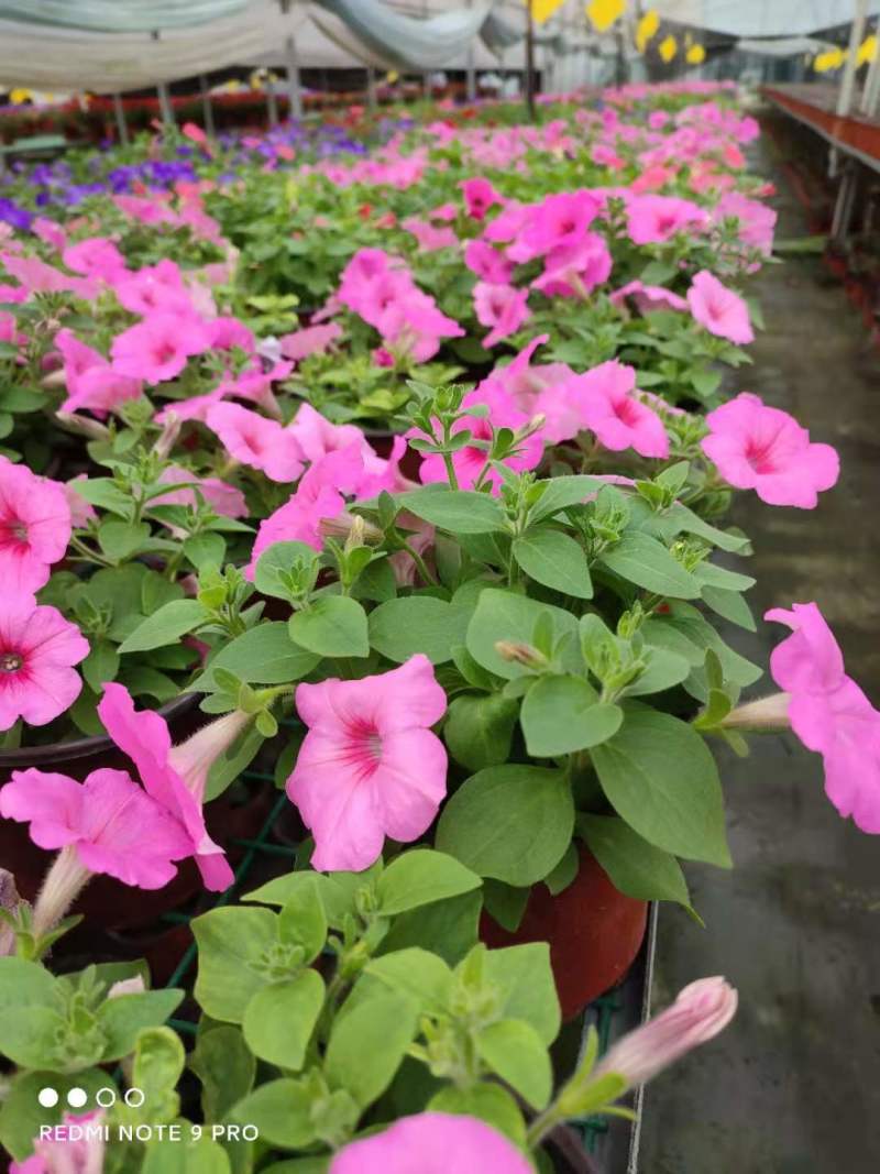 草花批发成都矮牵牛供应牵牛花价格成都牵牛花价格