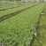 草花批发成都矮牵牛供应牵牛花价格成都牵牛花价格