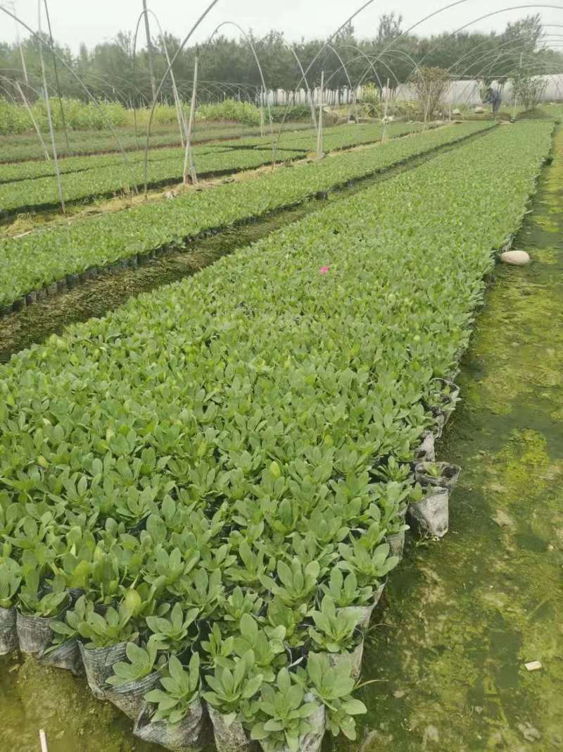 草花批发成都矮牵牛供应牵牛花价格成都牵牛花价格