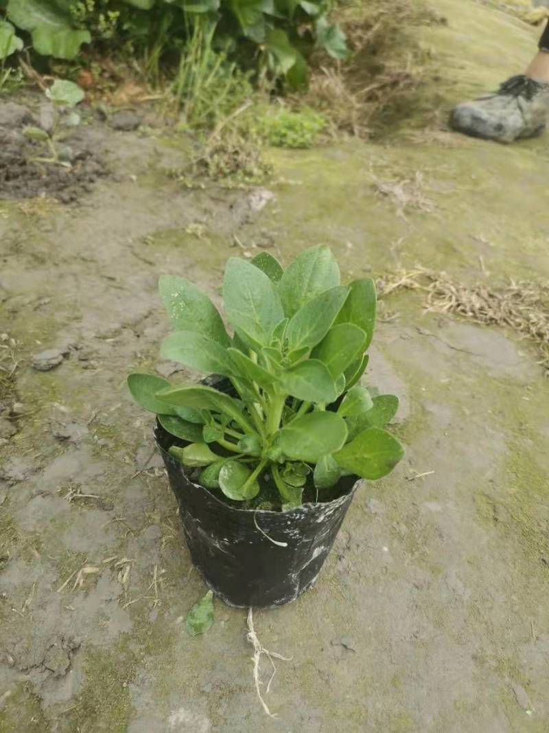 草花批发成都矮牵牛供应牵牛花价格成都牵牛花价格